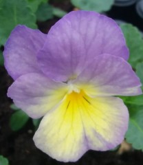 Viola Starry Nights