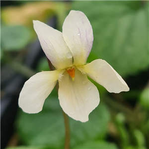 Viola odorata Sulphurea lemon form