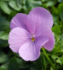 Viola cornuta Vita