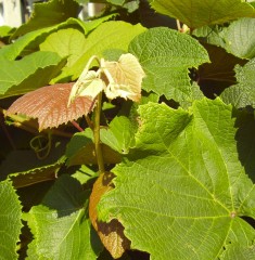 Vitis coignetiae