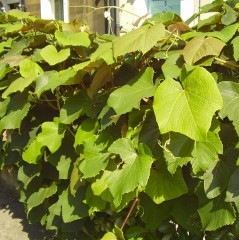 Vitis coignetiae