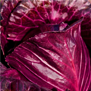 Cabbage Red Round Cabbage Rococo app 5 per strip