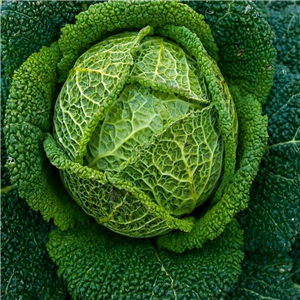 Cabbage Tundra app 5 per strip