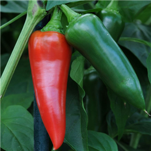 Pepper Chilli Fresno