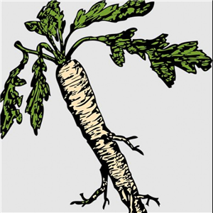 Horseradish