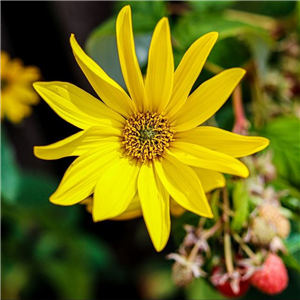 Jerusalem Artichoke Fuseau (per Tuber)