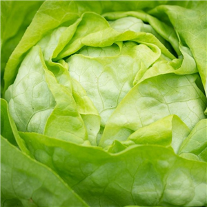 Lettuce (Butterhead) All Year Round app. 5 per strip