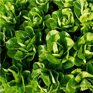 Lettuce Cos Little Gem approx. 5 per strip