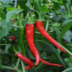 Pepper Chilli Cayenne Hot