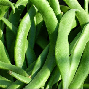 Runner Bean Streamline