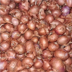 Shallot (loose) Red Sun per 250 g