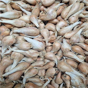 Shallot (loose) Griselle per 100g