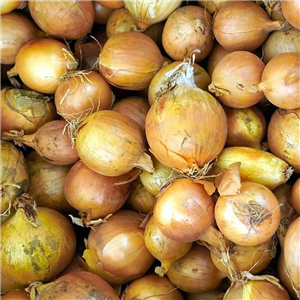 Shallot (loose) Golden Gourmet per KG