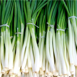 Spring Onion Guardsman