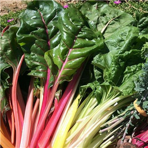 Swiss Chard Bright Lights