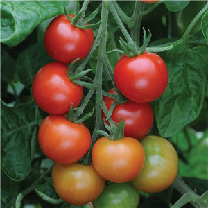 Tomato Cherry Gardeners Delight