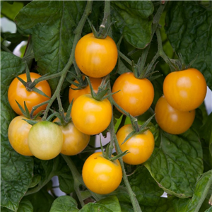 Tomato Cherry Golden Crown