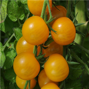 Tomato Cherry Sungold