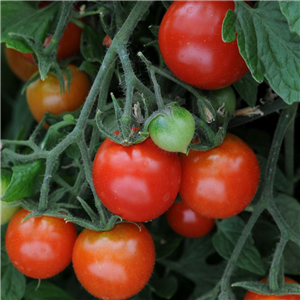 Tomato Bush Totem