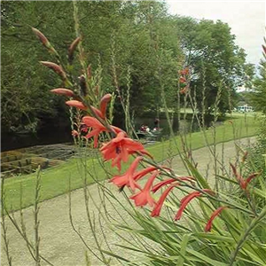 Watsonia wilmaniae light red form