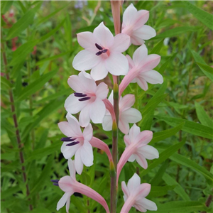 Watsonia wilmaniae pink form