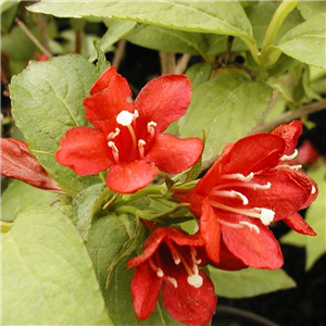 Weigela All Summer Red