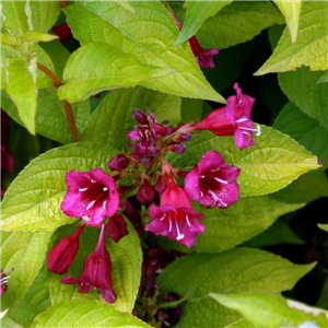 Weigela Briant Rubidor