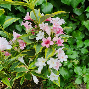 Weigela florida Nana Variegata