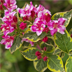 Weigela florida Magical Rainbow