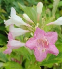 Weigela Chameleon