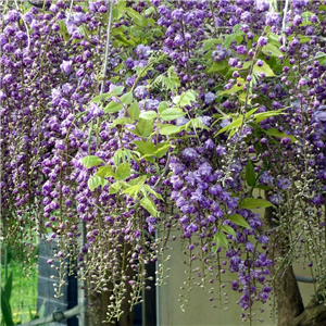 Wisteria floribunda Black Dragon