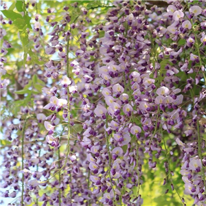 Wisteria floribunda Naga Noda