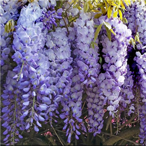 Wisteria sinensis Ikoyama Fuji