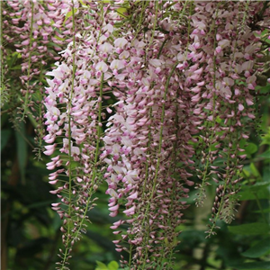 Wisteria floribunda Rosea