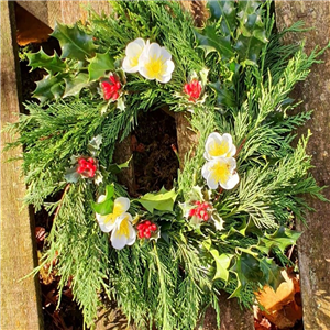 Wreath xmas rose and holly