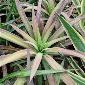 Yucca aloifolia Purpurea