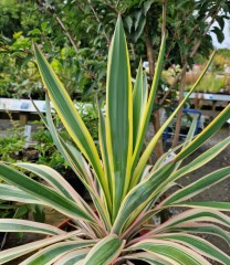 Yucca gloriosa Variegata