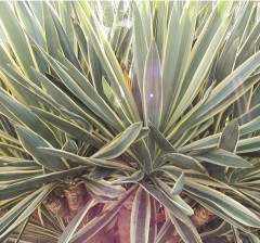 Yucca gloriosa Variegata