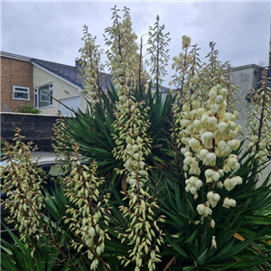 Yucca gloriosa