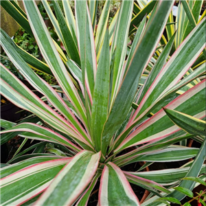 Yucca Silver Bont