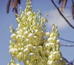 Yucca gloriosa Variegata