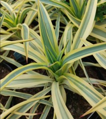 Yucca Walbertons Bright Star