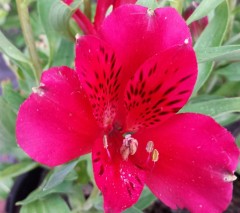 Alstroemeria intichana Red