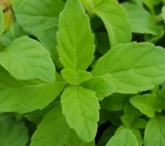 Herb Mint - Banana (Mentha arvensis Banana)