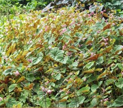 Begonia grandis ssp. evansiana