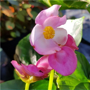 Begonia ravenii