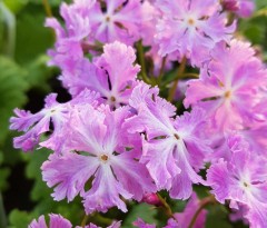 Primula sieboldii Bijyonomai