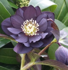 Helleborus x hybridus double black