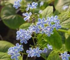 Brunnera macrophylla Henrys Eyes