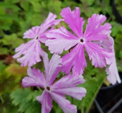 Primula sieboldii Bureiko